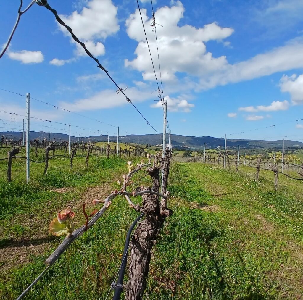 Vite in un vigneto con filari e paesaggio collinare sotto un cielo azzurro