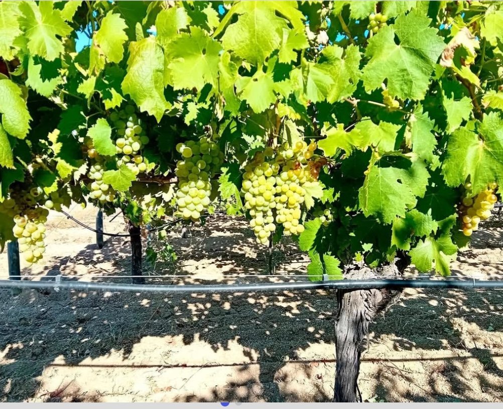 Grappoli d'uva bianca su una vite in un vigneto